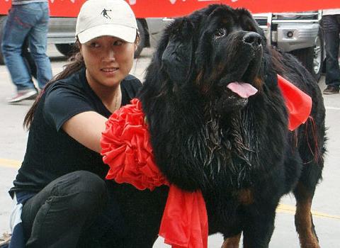 most expensive dog El perro más caro del mundo