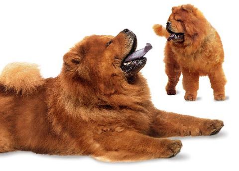 chow chow Los perros Chow Chow