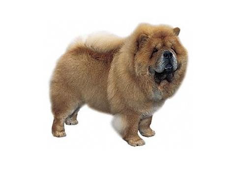 chow2 Los perros Chow Chow
