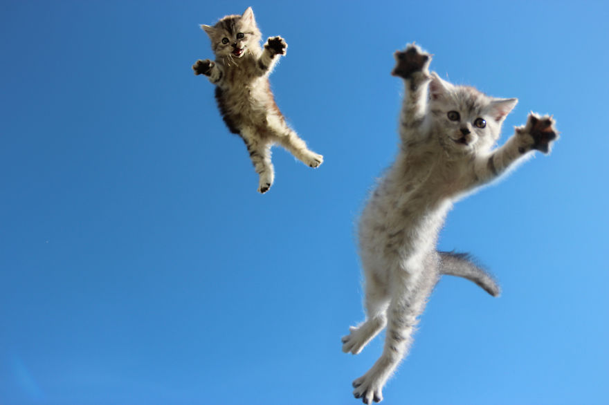 Fotos de gatos saltando11