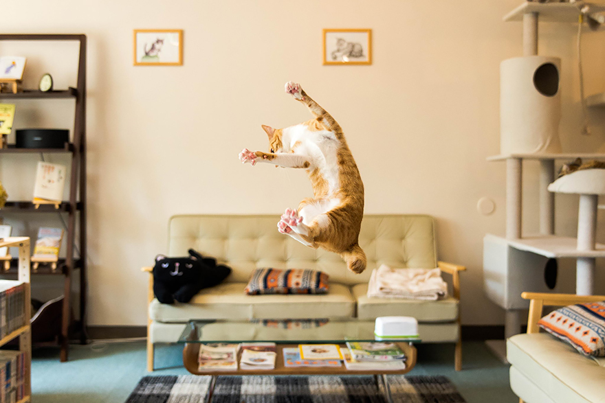 Fotos de gatos saltando14