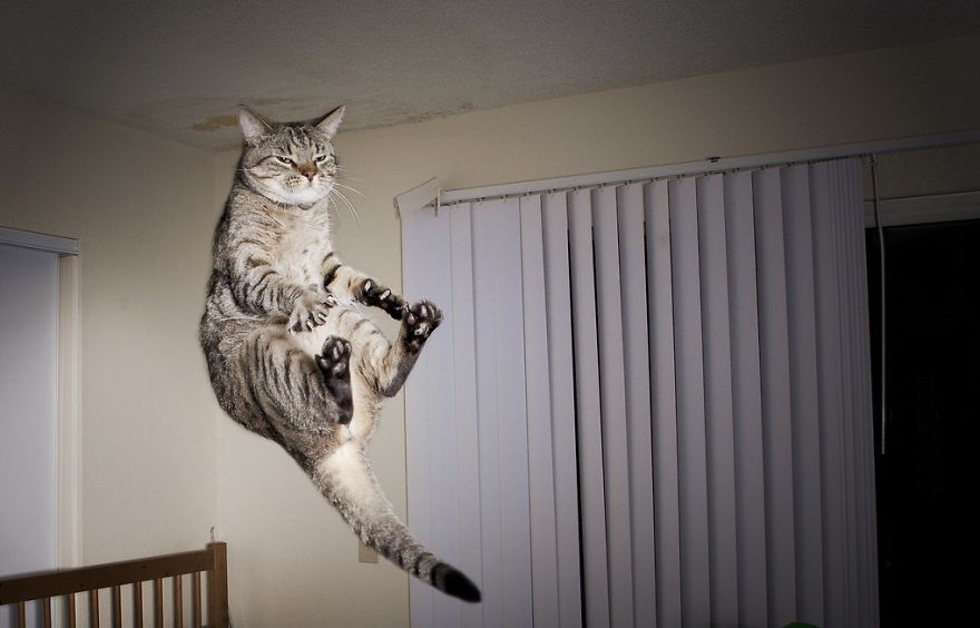 Fotos de gatos saltando6