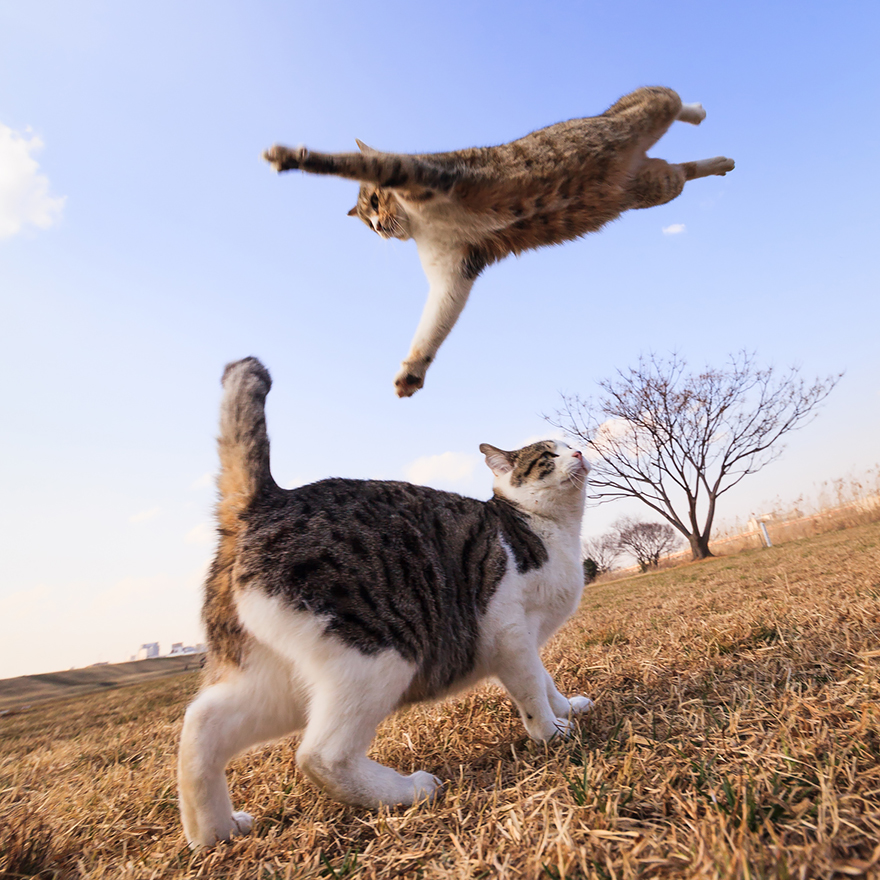 Fotos de gatos saltando7