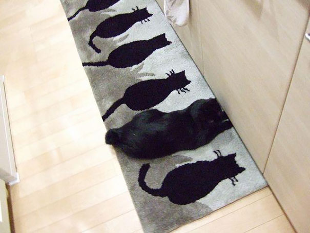 Gatos camuflados4