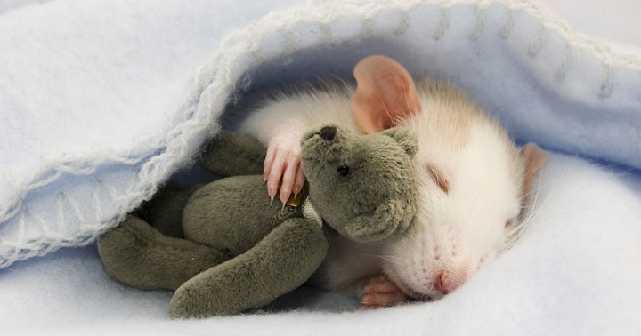 Fotos ratas adorables