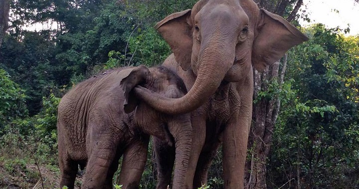 reencuentro elefantas