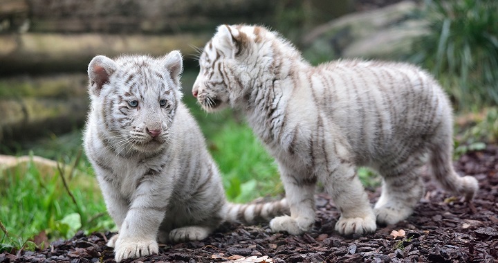 rescate tigres blancos