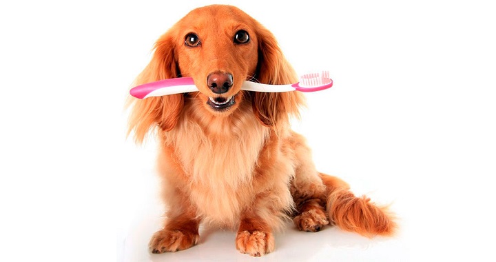 higiene dental canina