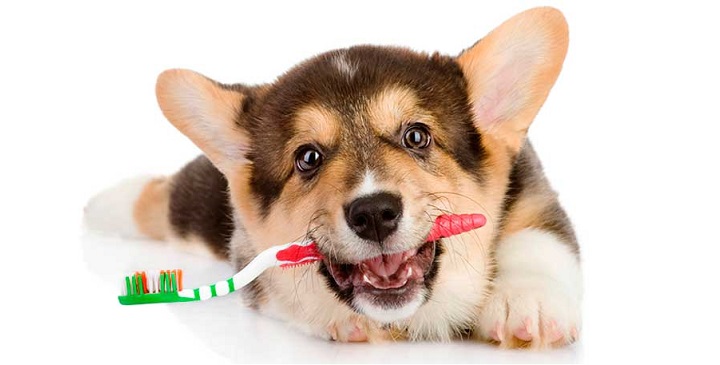 higiene dental canina1