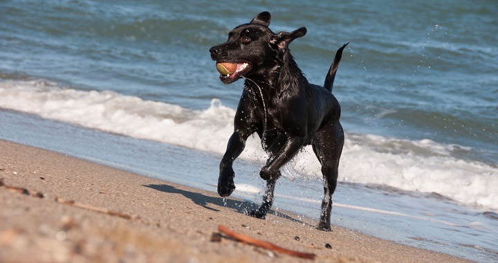 perros playa actividades1