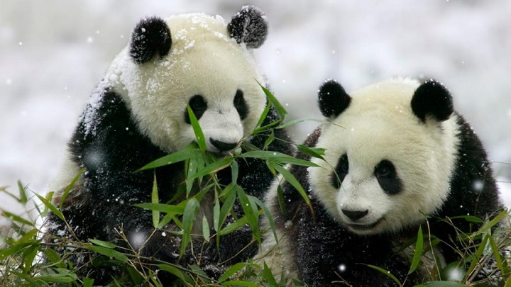 osos panda curiosidades