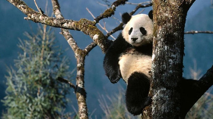 osos panda curiosidades2
