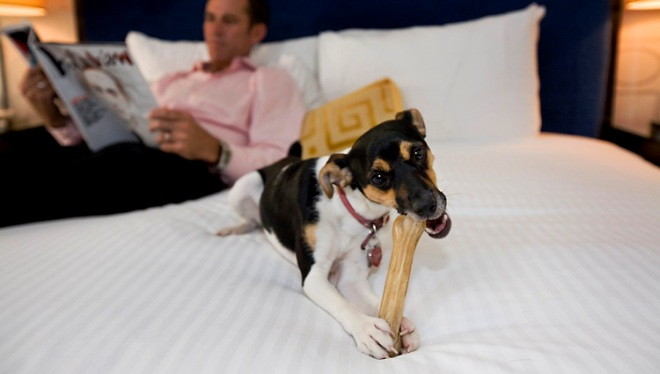 Consejos para llevar a tu perro a un hotel