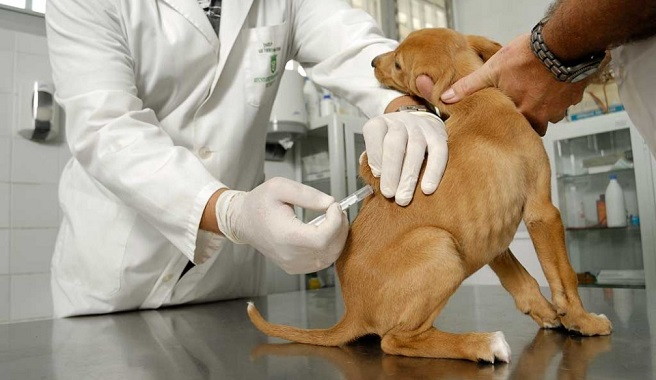 discordia personaje Para llevar Los efectos secundarios de las vacunas para perros