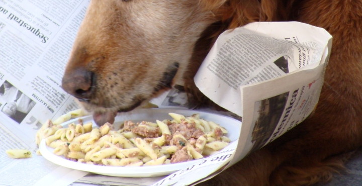 Preparar comida casera para perros