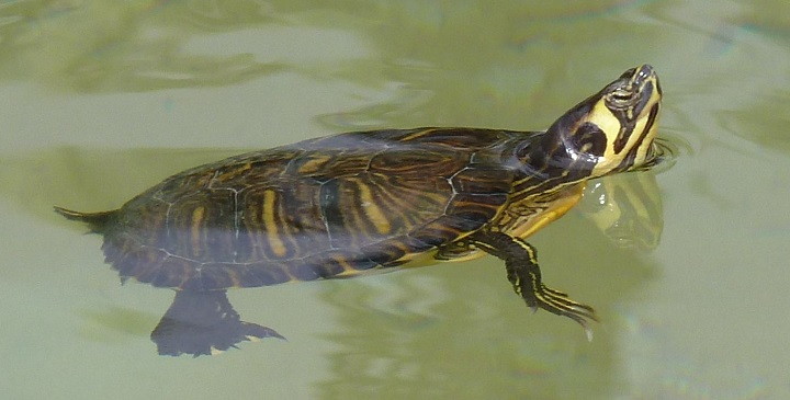 Alimentacion tortuga de agua