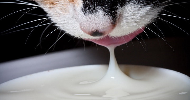 Los gatos y la leche