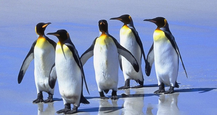 Pinguinos no pueden volar