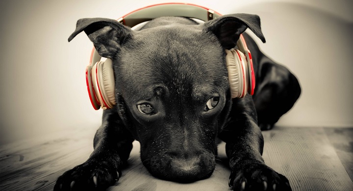 A los perros les gusta la musica1