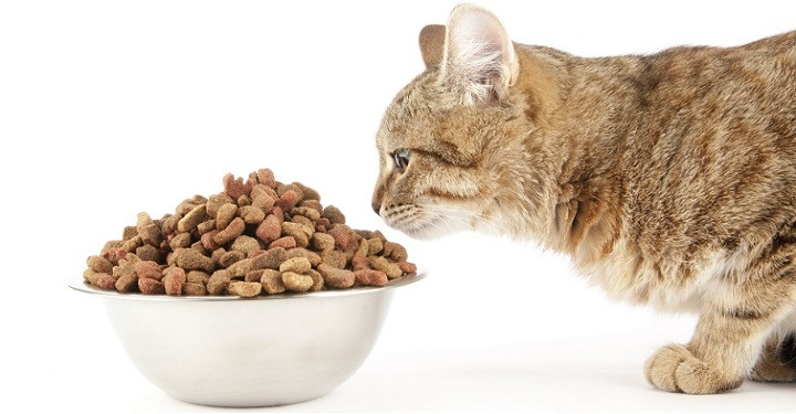 Alimentacion saludable gato1
