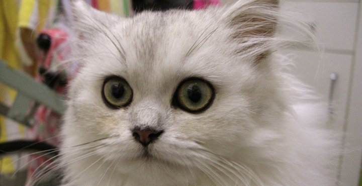 Gato persa chinchilla
