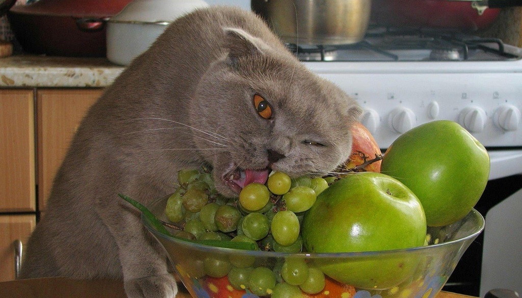 Offtopiqueando - Página 3 Gato-comiendo-uvas