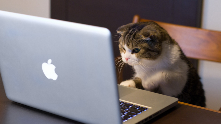Las mejores redes sociales para gatos que triunfan en Internet