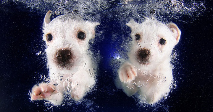 Fotos de perros bajo el agua