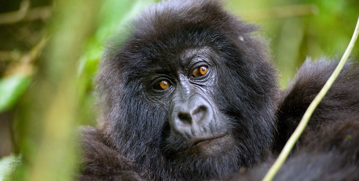 Gorilas de montana