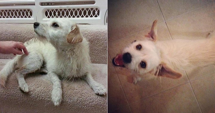 antes y despues de ser adoptados