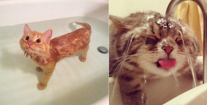 gatos a los que les gusta el agua1