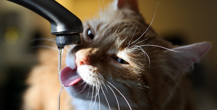 gato agua1