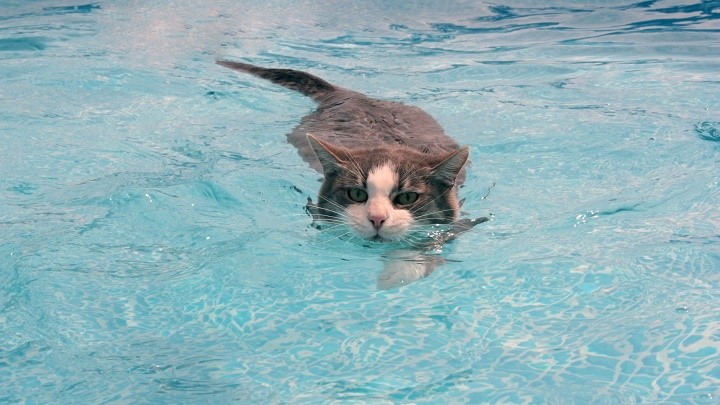 gato en el agua