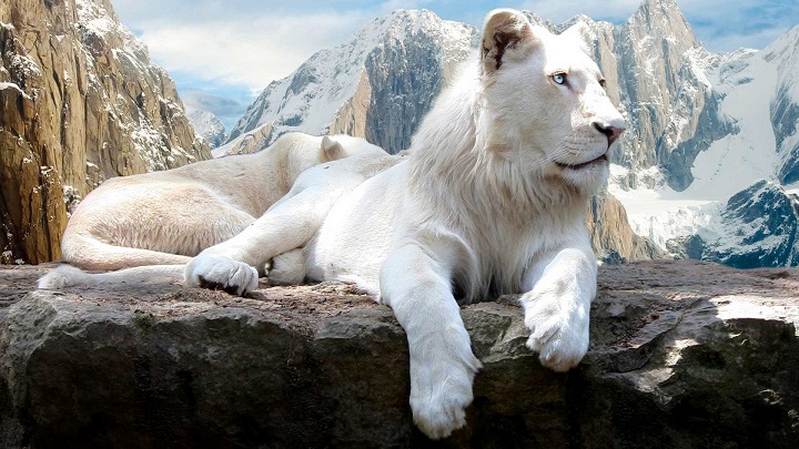leon blanco