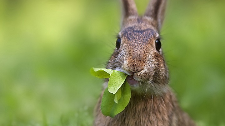conejo comiendo