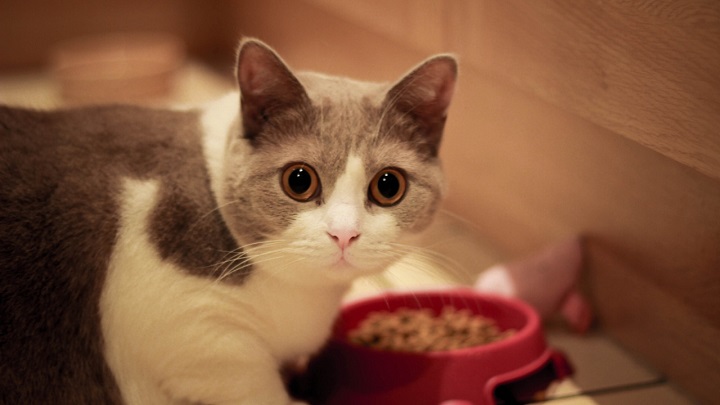 gatos mitos alimentacion