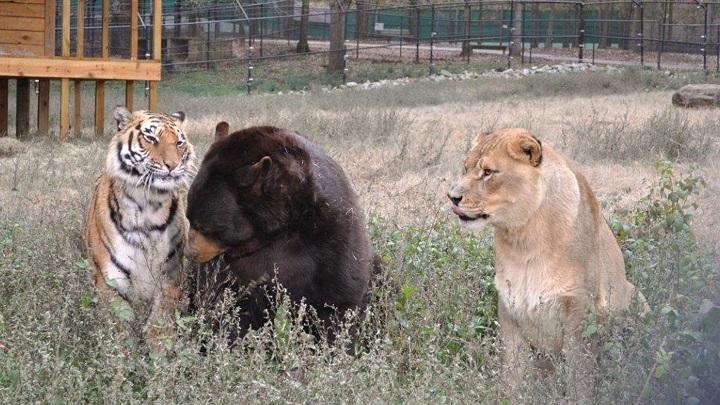 amistad oso tigre leon