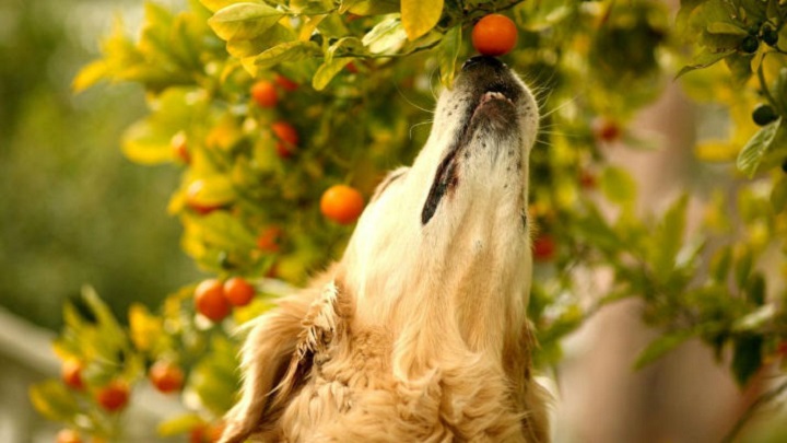 perro fruta1
