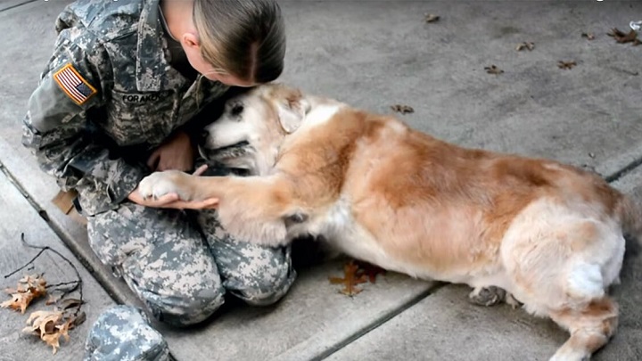 perro soldado