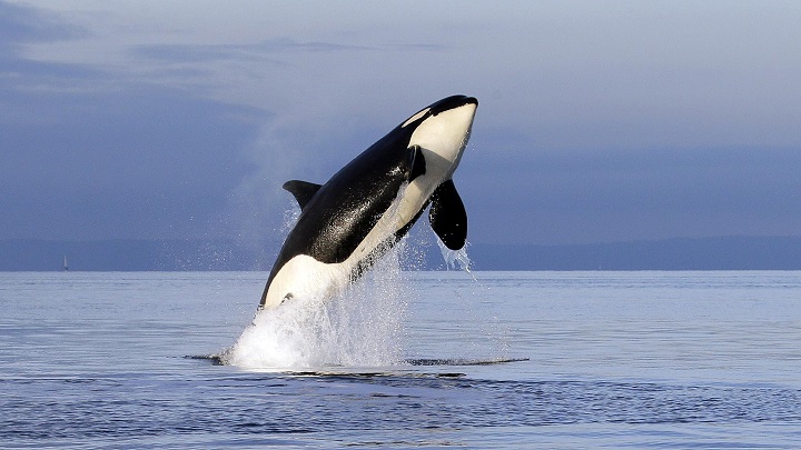 orca delfines