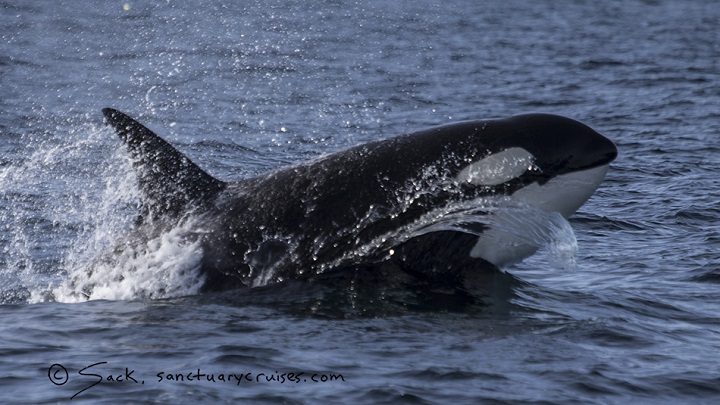 orca delfines1
