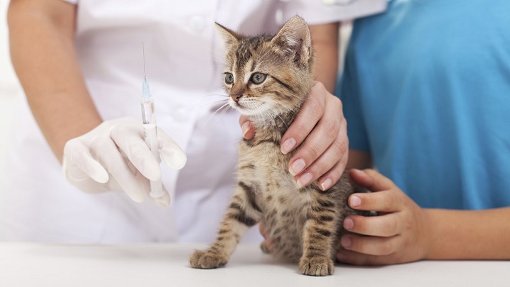 vacunas gatos1