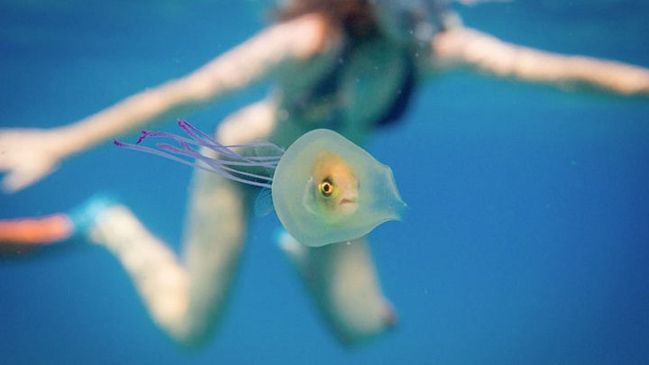 pez medusa
