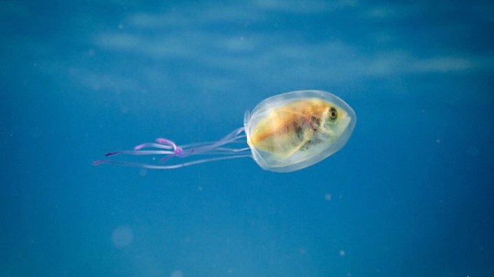 pez medusa1