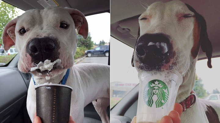 Starbucks perros foto