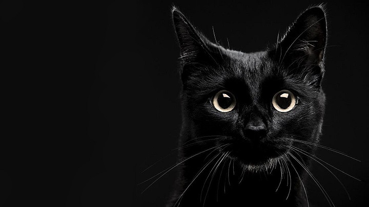 gato-negro-mala-suerte