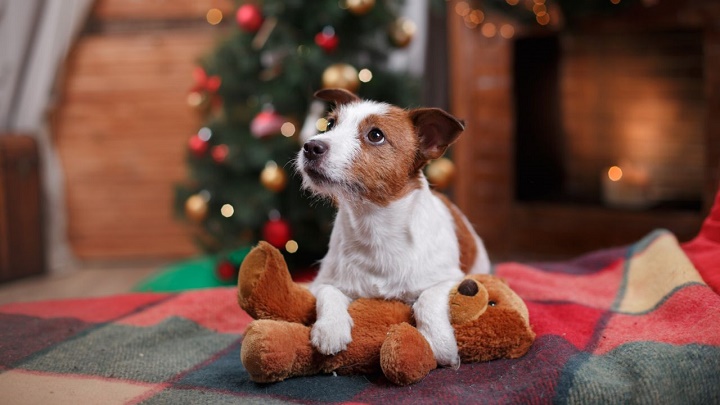 perro-Navidad