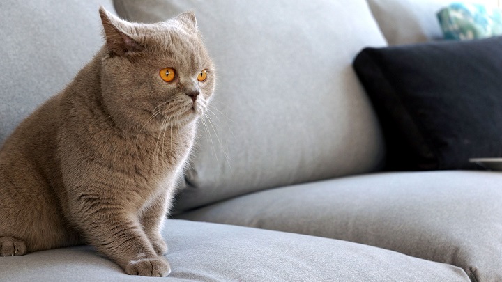 gato-sofa