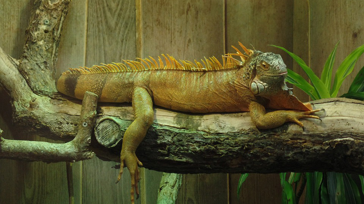 terrario-iguana