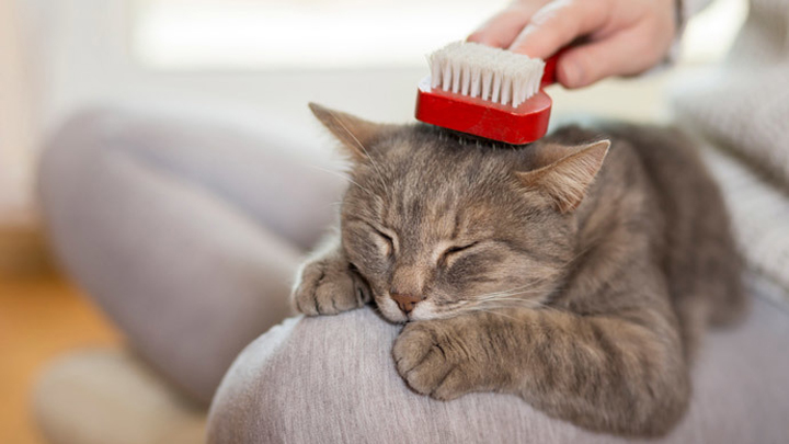 Cepilla a tu gato todos los días para quitarle el pelo sobrante. Imagen de Animal Mascota